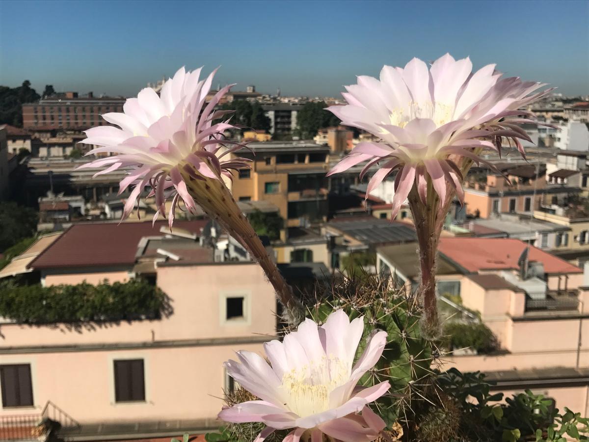 Pousada Romana - Rome — Foto 2